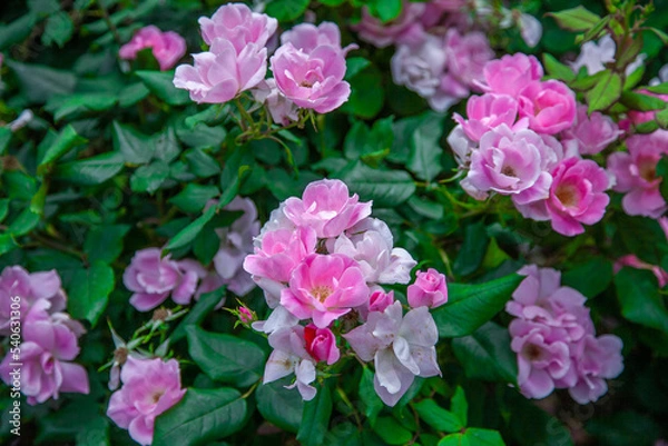 Fototapeta アンティグア・バーブーダ