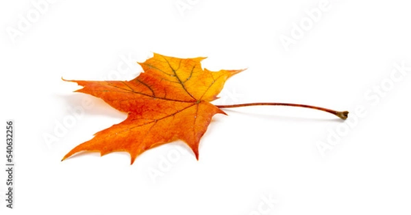 Obraz Maple Leaf Isolated. Colored Autumn Tree Leaves