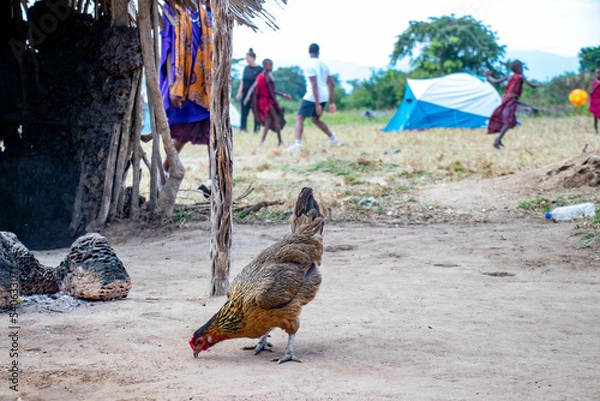 Obraz poule devant camp maasai