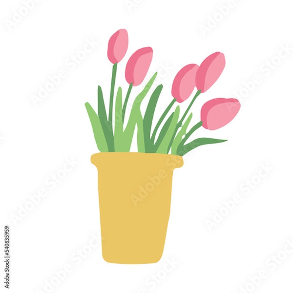 Fototapeta pink tulips in flower pot on the white background