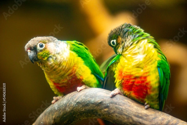 Obraz beautiful love bird with colourful feather