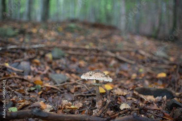 Fototapeta Autumn season, forest magic world with mushrooms