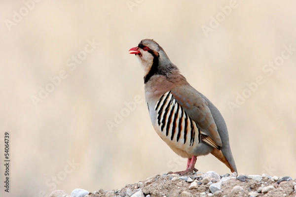 Obraz Chukar