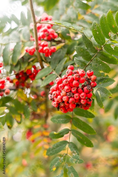 Obraz red berries on a tree