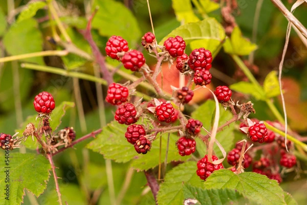 Obraz wild raspberry on a bush