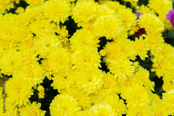 Obraz yellow flowers background