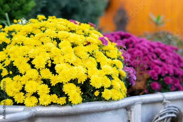 Obraz yellow flowers