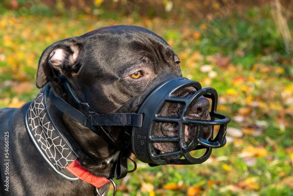 Obraz Pit bull terrier in muzzle