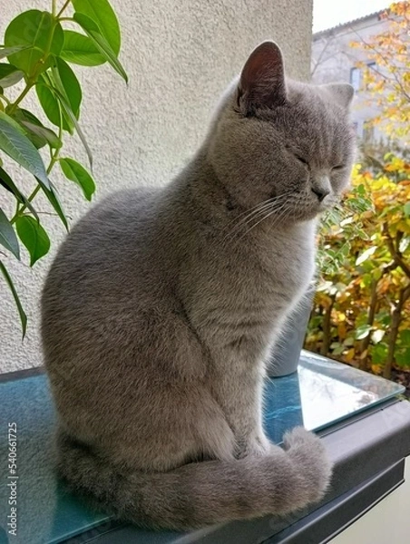 Obraz sitting gray cat