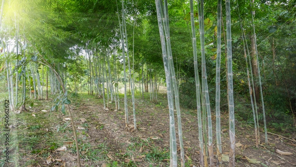 Fototapeta A group of green bamboos in the forest garden is lit by the golden sunlight, naturally beautiful.
