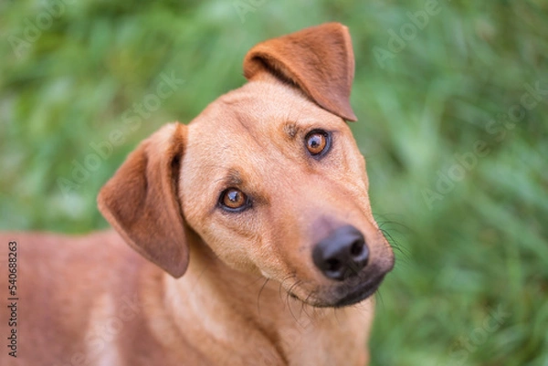Obraz Adorable mongrel dog in the park