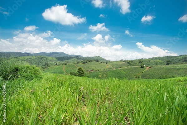 Obraz Meadows and corn fields in the mountain.