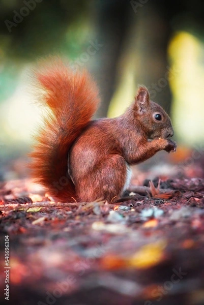 Fototapeta Eichhörnchen