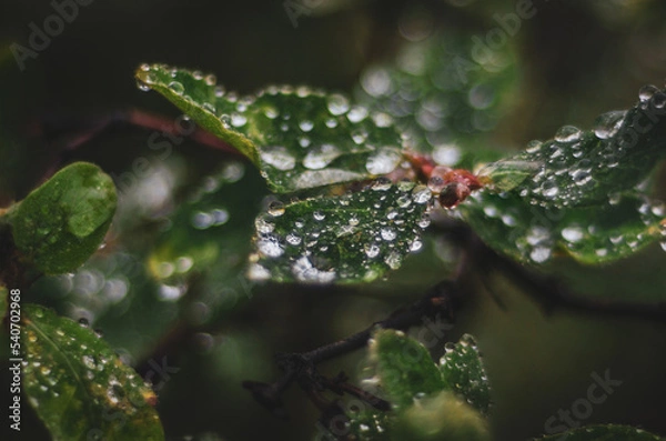 Fototapeta rain drops on a leaf