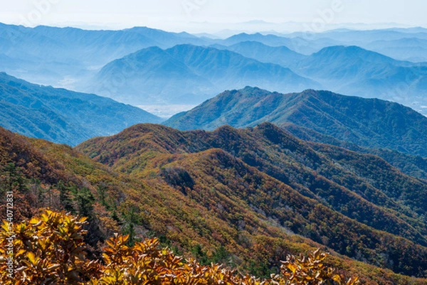 Obraz 지리산 노고단 단풍 