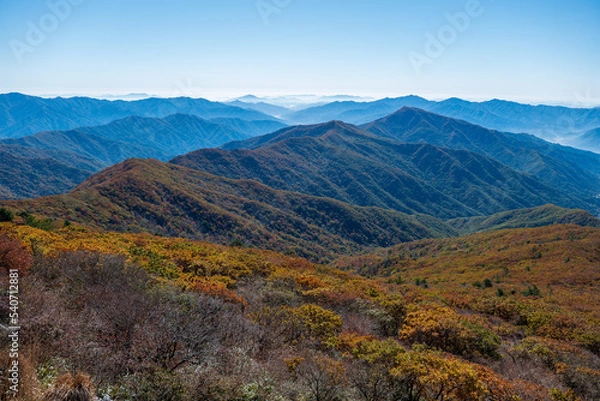 Obraz 지리산 노고단 단풍 