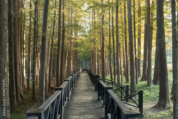 Obraz 가을 공원 숲길