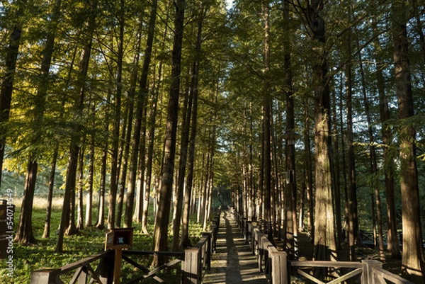 Obraz 가을 공원 숲길