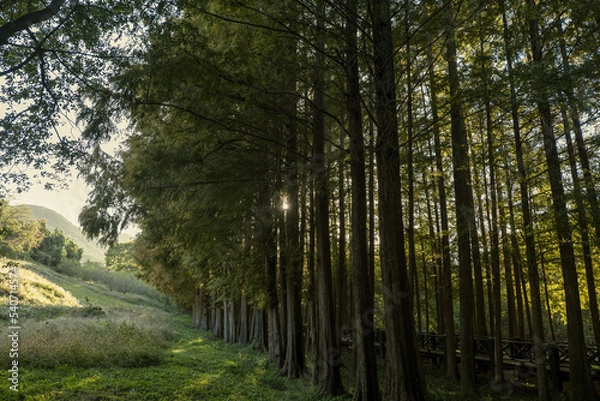 Obraz 가을 공원 숲길