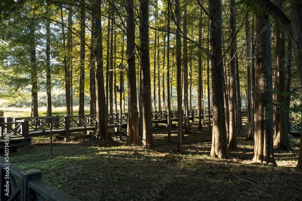 Obraz 가을 공원 숲길