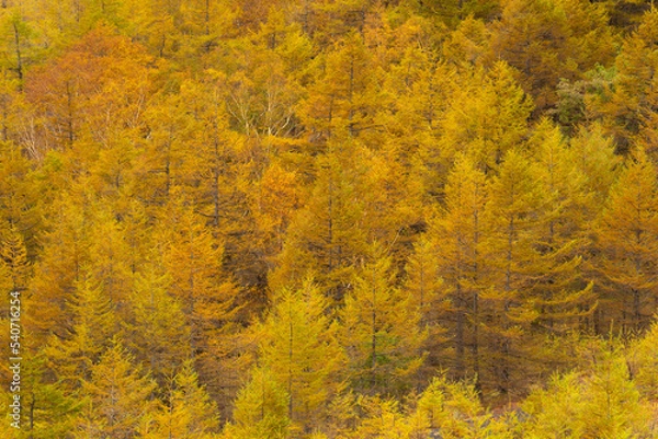 Fototapeta カラマツの秋