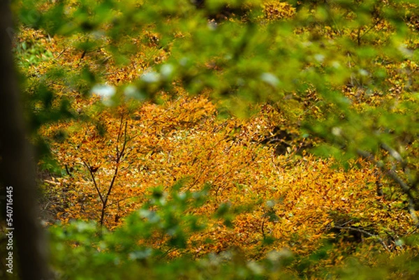 Obraz 緑の向こうの紅葉