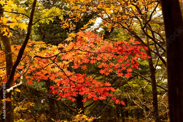 Obraz 満ちる赤楓