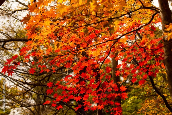 Obraz 紅の楓