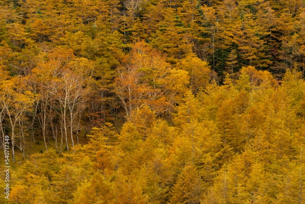 Fototapeta 紅葉　富士山カラマツ林