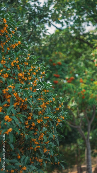 Obraz fragrant gold leaf (향기로운 금목서)