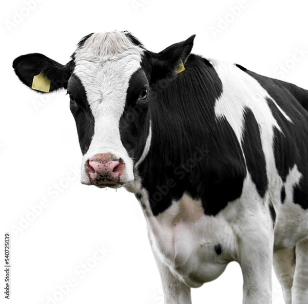 Obraz Cow on a white background