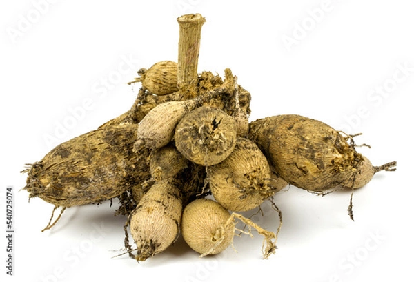 Obraz Dahlia roots on white background