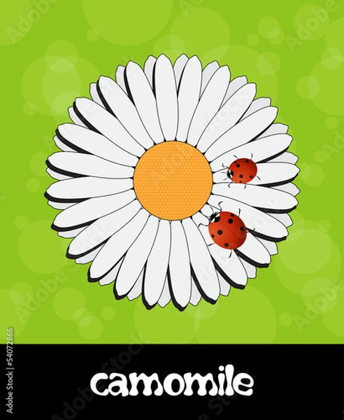 Fototapeta Vector summer background with flower and ladybug