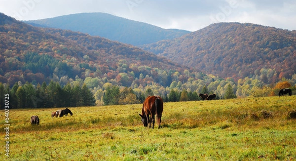 Obraz Dzikie konie w Bieszczadach.