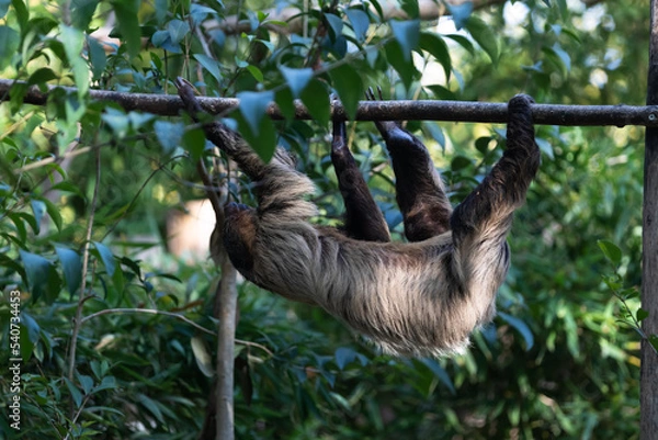 Fototapeta three-fingered sloths  hanging on tree branch