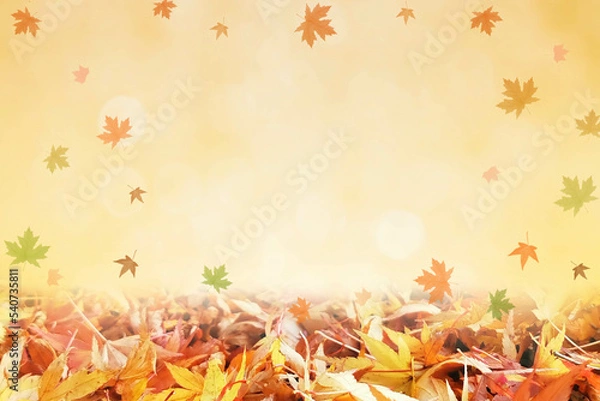 Fototapeta Falling Autumn Maple Leaves Natural Colorful Background