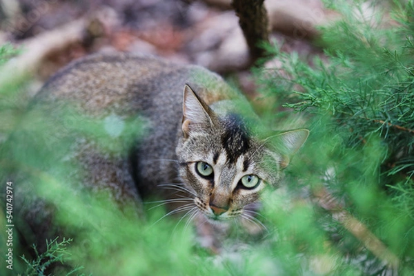 Fototapeta cat hiding behind pine tree