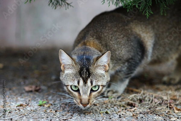 Fototapeta cat hiding looking