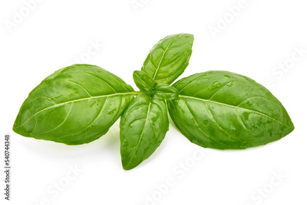 Fototapeta Fresh basil leaf isolated on white background, close up. Basil herb