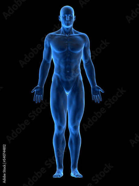 Obraz male body