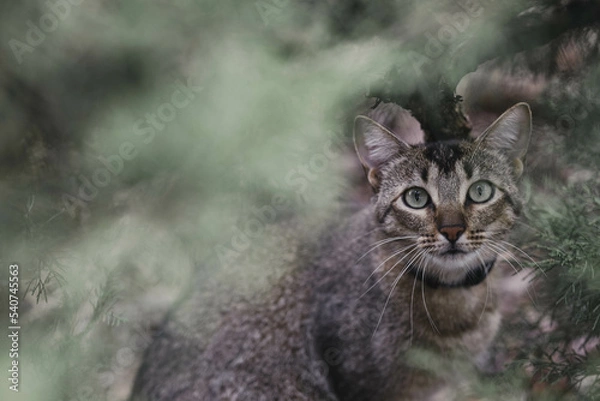 Fototapeta hiding cat