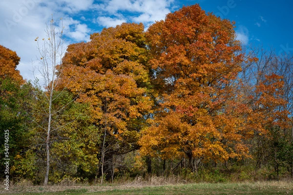 Obraz Trees draped in orange and red autumn leaves