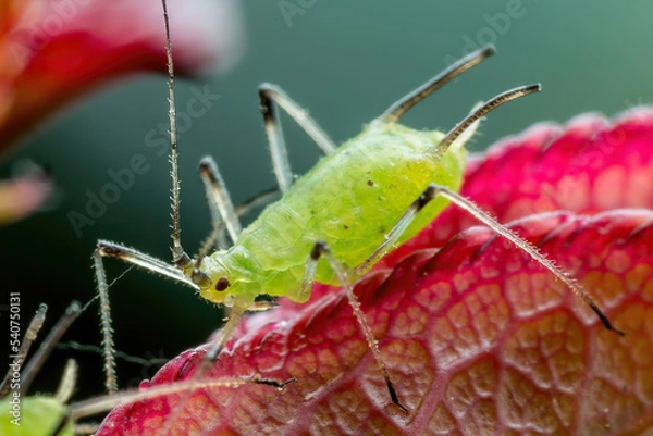 Obraz Aphid on Flower. Greenfly or Green Aphid Garden Parasite Insect Pest Macro on Green Background