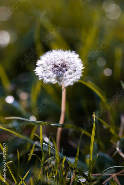 Fototapeta dandelion 