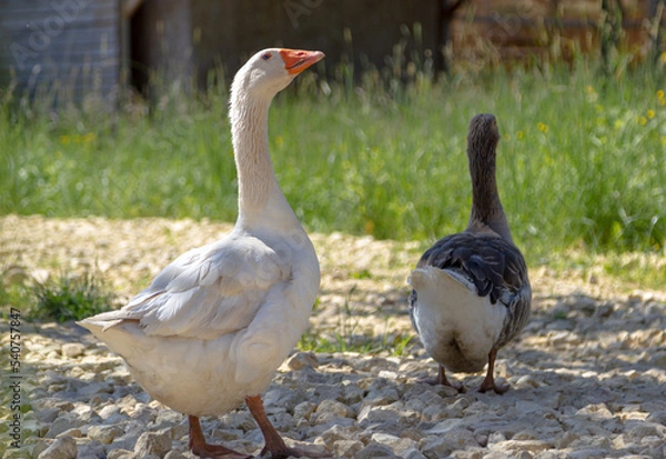 Fototapeta goose on the grass