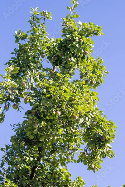 Obraz Apfelbaum an einem sonnigen Tag