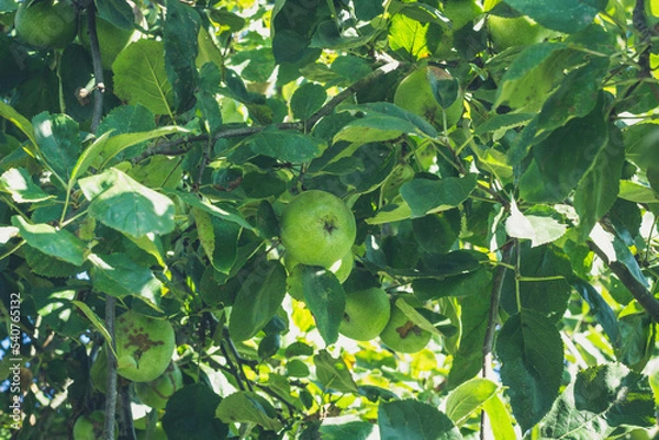 Obraz Ast mit einem Apfel