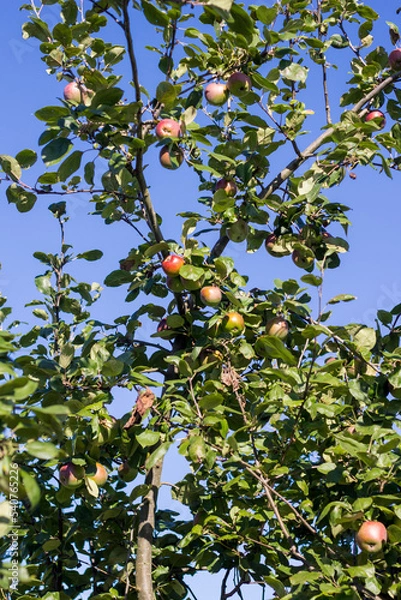 Obraz Apfelbaum an einem sonnigen Tag