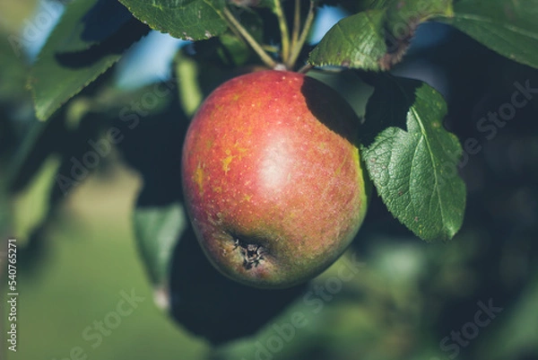 Obraz Nahaufnahme von einem Apfel an einem Ast