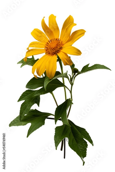 Obraz Tithonia diversifolia flower
